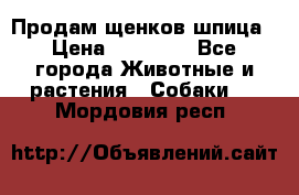 Продам щенков шпица › Цена ­ 25 000 - Все города Животные и растения » Собаки   . Мордовия респ.